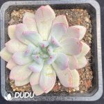 Echeveria Sugar Tri-color