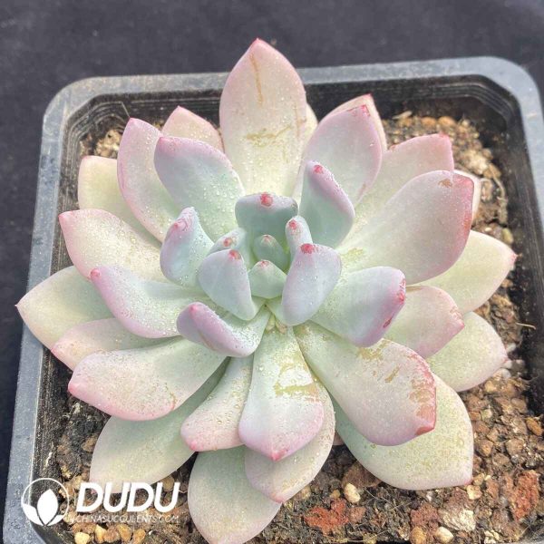 Echeveria Sugar Tri-color - Image 2