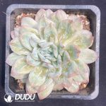 Echeveria Seersucker