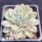 Echeveria Seersucker - Image 2