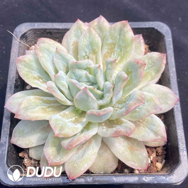 Echeveria Seersucker - Image 2