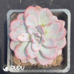 Echeveria Zhifou