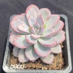 Echeveria Zhifou - Image 2