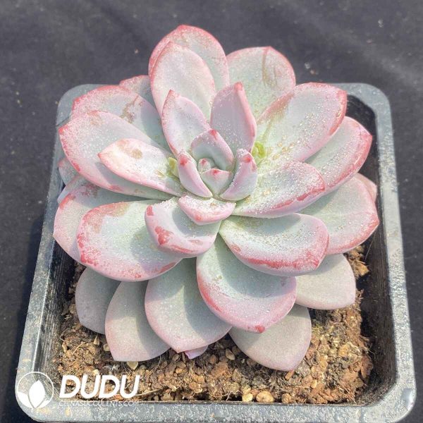 Echeveria Zhifou - Image 2
