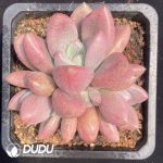 Echeveria Peach Blossom Clustering