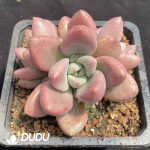 Echeveria Peach Blossom Clustering - Image 2