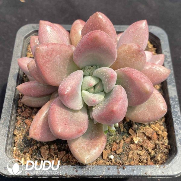 Echeveria Peach Blossom Clustering - Image 2