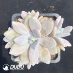 Pachyphytum Yu Meiren Original