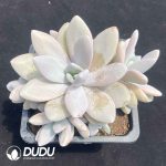 Pachyphytum Yu Meiren Original - Image 2