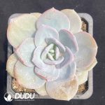 Echeveria Cream Tea