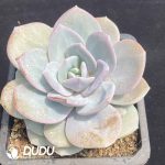 Echeveria Cream Tea - Image 2