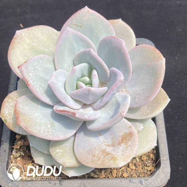 Echeveria Cream Tea - Image 2