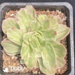 Echeveria Ice Rose Variegated