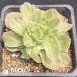 Echeveria Ice Rose Variegated - Image 2