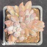Pachyphytum Pink Lover Clustering