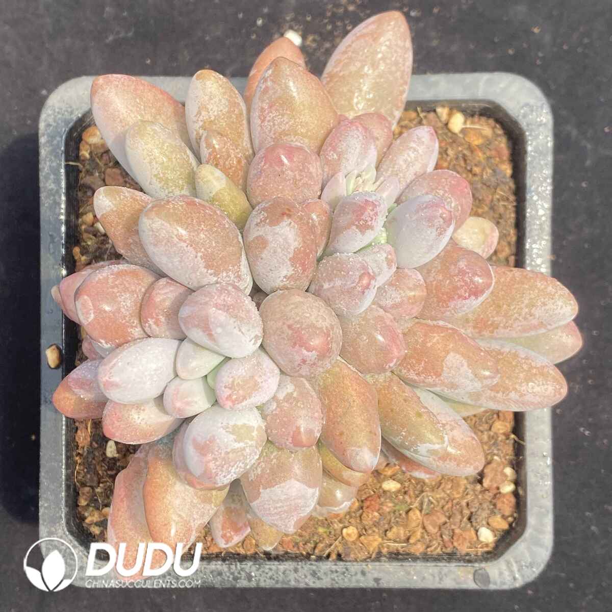 08470D140201.jpg Pachyphytum Pink Lover Clustering - Image 1