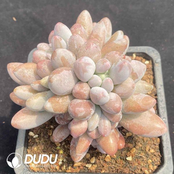 Pachyphytum Pink Lover Clustering - Image 2