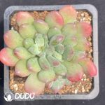 Echeveria Qingqing