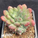 Echeveria Qingqing - Image 2