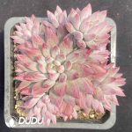 Pachyphytum Cherries Clustering