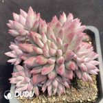 Pachyphytum Cherries Clustering - Image 2
