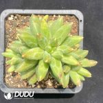 Pachyphytum Compactum Clustering