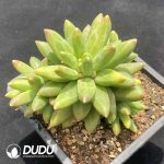 Pachyphytum Compactum Clustering - Image 2