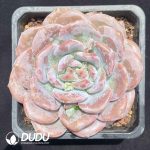 Echeveria Orange