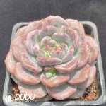 Echeveria Orange - Image 2
