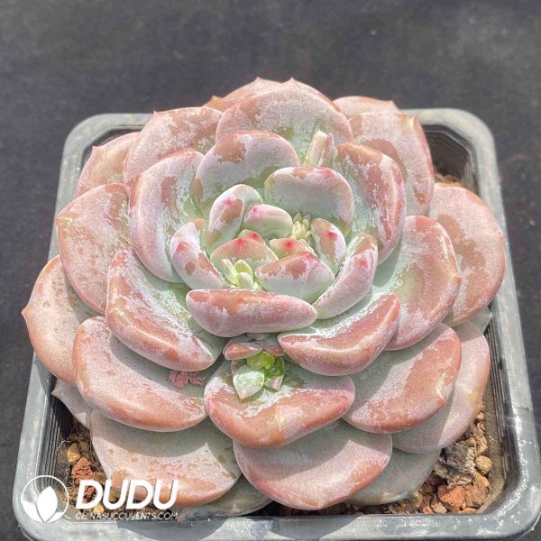 Echeveria Orange - Image 2