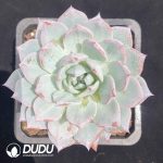 Echeveria Blue bird