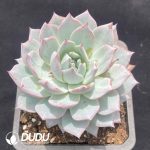 Echeveria Blue bird - Image 2