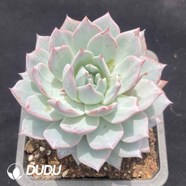Echeveria Blue bird - Image 2