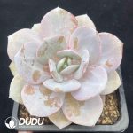 Echeveria Pink Rabbit