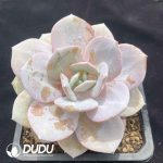 Echeveria Pink Rabbit - Image 2