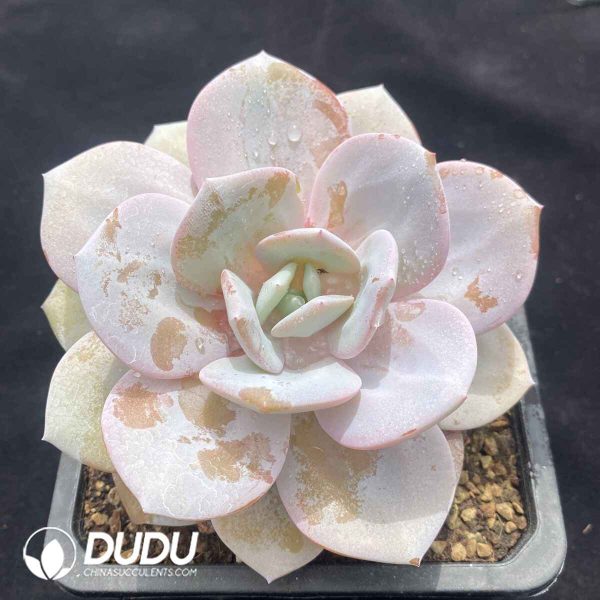 Echeveria Pink Rabbit - Image 2