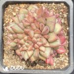 Echeveria Ivory Clustering