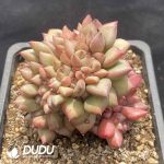 Echeveria Ivory Clustering - Image 2