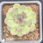 Echeveria Crystal