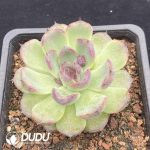 Echeveria Crystal - Image 2