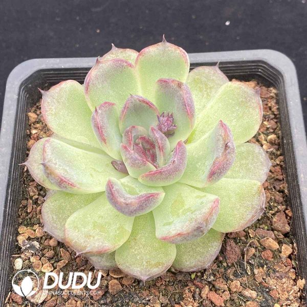 Echeveria Crystal - Image 2