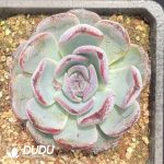 Echeveria Black Orange