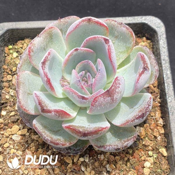 Echeveria Black Orange - Image 2