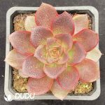 Echeveria Chocolate Rose