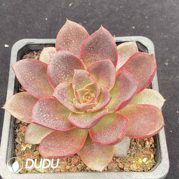 Echeveria Chocolate Rose - Image 2