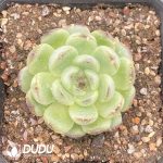 Echeveria Big Face Cat