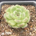 Echeveria Big Face Cat - Image 2