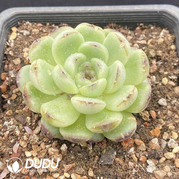Echeveria Big Face Cat - Image 2