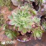 Aeonium Colorful Lights Old Stem Variegated Clustering