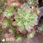 Aeonium Colorful Lights Old Stem Variegated Clustering - Image 2